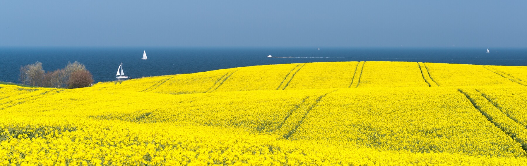 Rapsfeld mit Blick auf die Insel Vilm Rügen